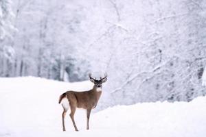 winter eland manitoba foto