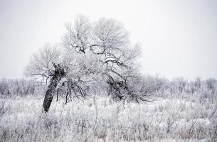 prairie winters tafereel foto