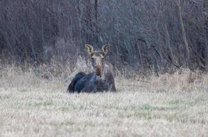 elanden in saskatchewan foto