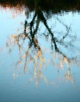 boom reflectie in rivier foto