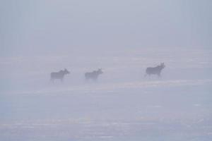 eland in sneeuwstorm foto