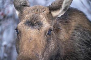 winter eland manitoba foto