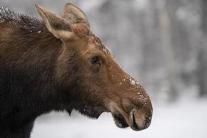 winter eland manitoba foto