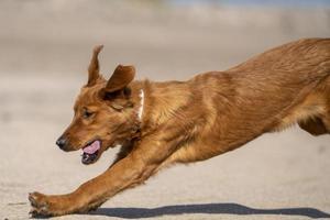 rasechte golden retriever canada foto