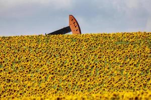 zonnebloemen en pompoen foto