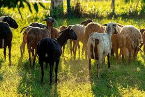 door dieren gefokte volwassen schapen foto