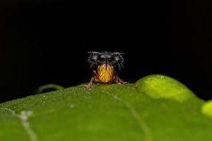 volwassen mier-nabootsende treehopper foto