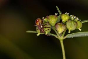 geurloze plantenwants nimf foto