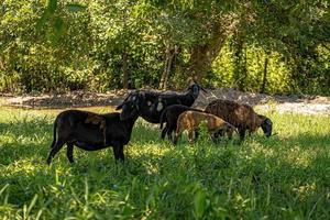 door dieren gefokte volwassen schapen foto