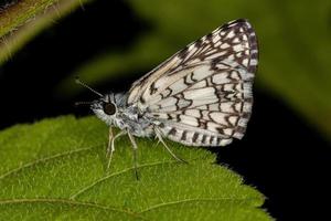 volwassen orcus geruite schippermot foto