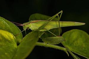 volwassen phaneropterine katydid foto