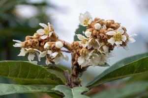 de gele loquat-bloemen op de loquat-bladeren bloeien en sommige bijen verzamelen er honing op foto