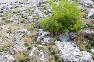 de struiken en stenen. de natuurlijke achtergrond. foto