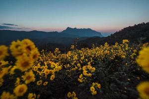 uitzicht op de bergen en gele bloemen in de avond foto