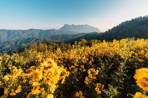 gele bloemen op de berg in de ochtend foto