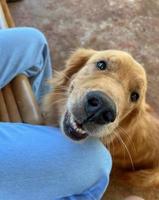 vrolijke gouden hond die naar de camera kijkt foto