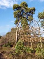 hoge dennenboom op heide met een strakblauwe lucht foto