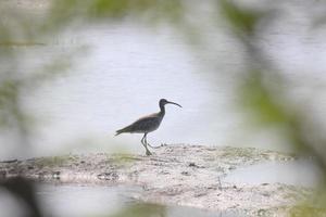 vogels in hun leefgebied foto