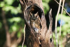 vogels in hun leefgebied foto