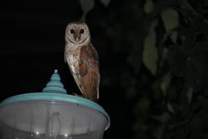 vogels in hun leefgebied foto