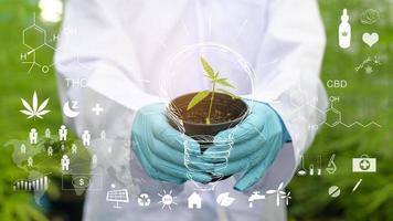 een wetenschapper houdt cannabiszaailingen vast in een gelegaliseerde boerderij.