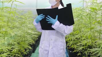 concept van cannabisplantage voor medisch, een wetenschapper verzamelt gegevens over cannabis sativa indoor farm