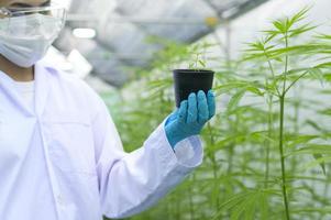 een wetenschapper houdt cannabiszaailingen vast in een gelegaliseerde boerderij.