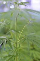 close-up van hennepbladeren cannabis sativa in een pot binnenshuis, achtergrondconcept