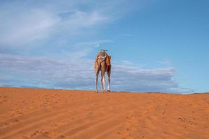 dromedaris kameel staande op zandduinen in de woestijn op zonnige zomerdag foto