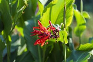 florale achtergrond met rode cannes bloemen. foto