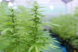 cannabis sativa plant groeit op een hennepkwekerij, medisch en biologie concept