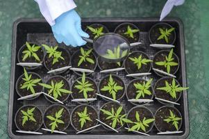 een wetenschapper die vergrootglas gebruikt om gegevens over cannabiszaailingen op een gelegaliseerde boerderij te verzamelen en te analyseren.