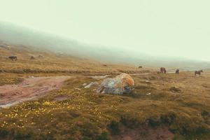panoramaweg na regen in de mistige bergtoppen van de Karpaten op een mistige herfstochtend met landbouwkoeien in het veld. bucegi bergen, roemenië europa