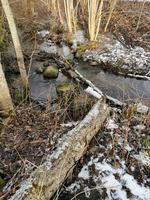stroom in het bos in de lente gevallen bomen bedekt met mos gesmolten sneeuw droog gras en gebroken takken bruin gras foto