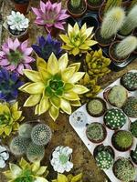 verschillende cactussen in potten op de sand.succulents. kleine cactussen. foto