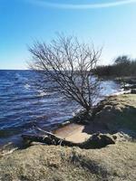 de boom is in het water. het meer overstroomde de bank met een boom. het meer in de lente. zandstrand. foto