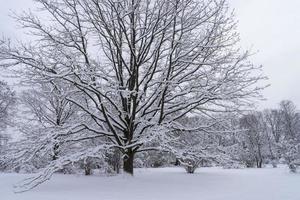 besneeuwde boomkronen in de botanische wintertuin, minsk foto