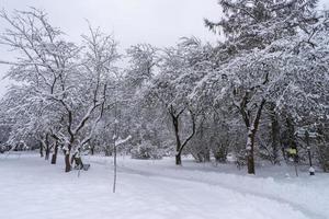 besneeuwde boomkronen in de botanische wintertuin, minsk foto