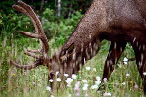 wilde elanden canada foto