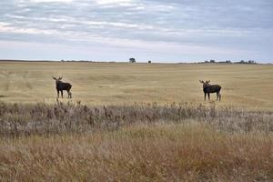 prairie eland saskatchewan foto