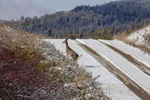 cipressen heuvels eerste sneeuwval foto