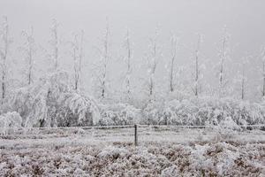 winter vorst saskatchewan foto