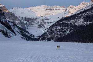 ijsbaan lake louise honden foto