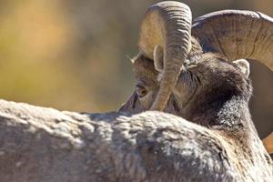 rotsachtige berg ram schapen foto