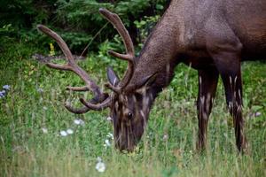 wilde elanden canada foto