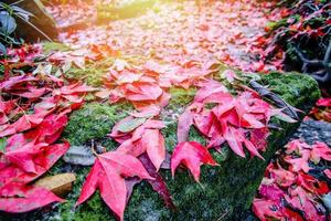 laat rode esdoorn op de rotsen in de waterstroom met groen mos bladkleurverandering herfstbos foto