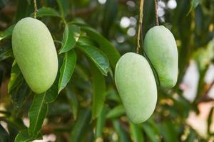rauwe mango die aan een boom hangt met bladachtergrond in de boomgaard van de zomerfruittuin - groene mangoboom foto