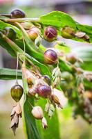 job's tranen coix lachryma jobi groene vrucht van job tranen plant aan de boom foto