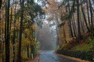 weg in het bos foto