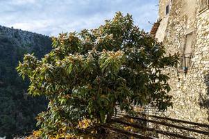 fruit mispel plant met sneeuw foto